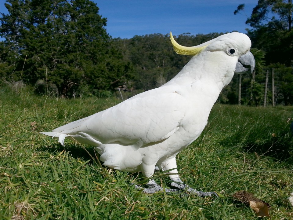 cockatoo